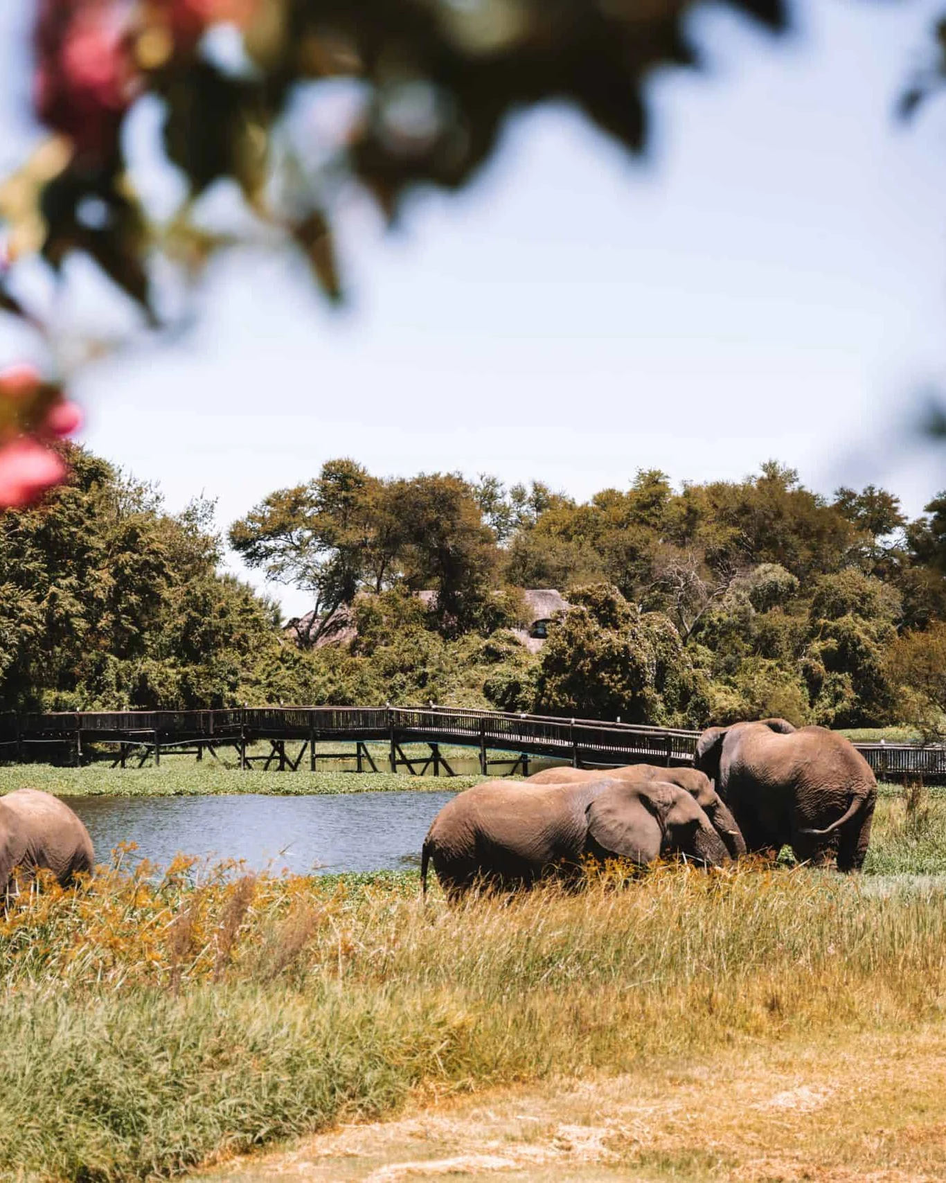 Antelope Park — photograph 1