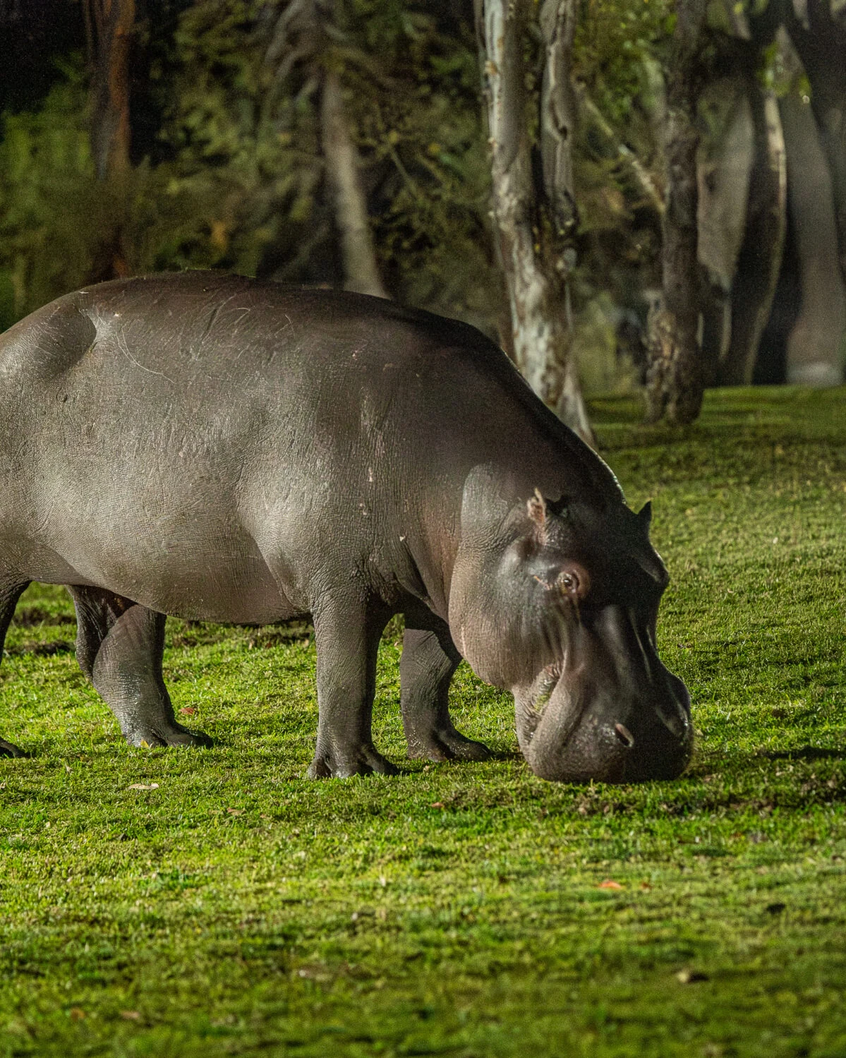 A'zambezi River Lodge — photograph 5