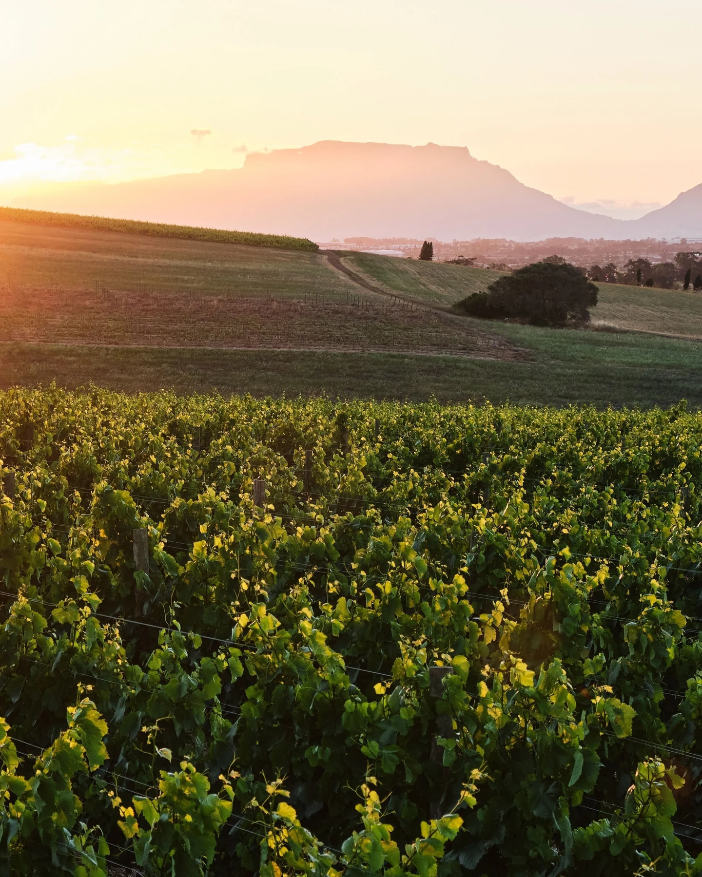 Hazendal Wine Estate — photograph 3