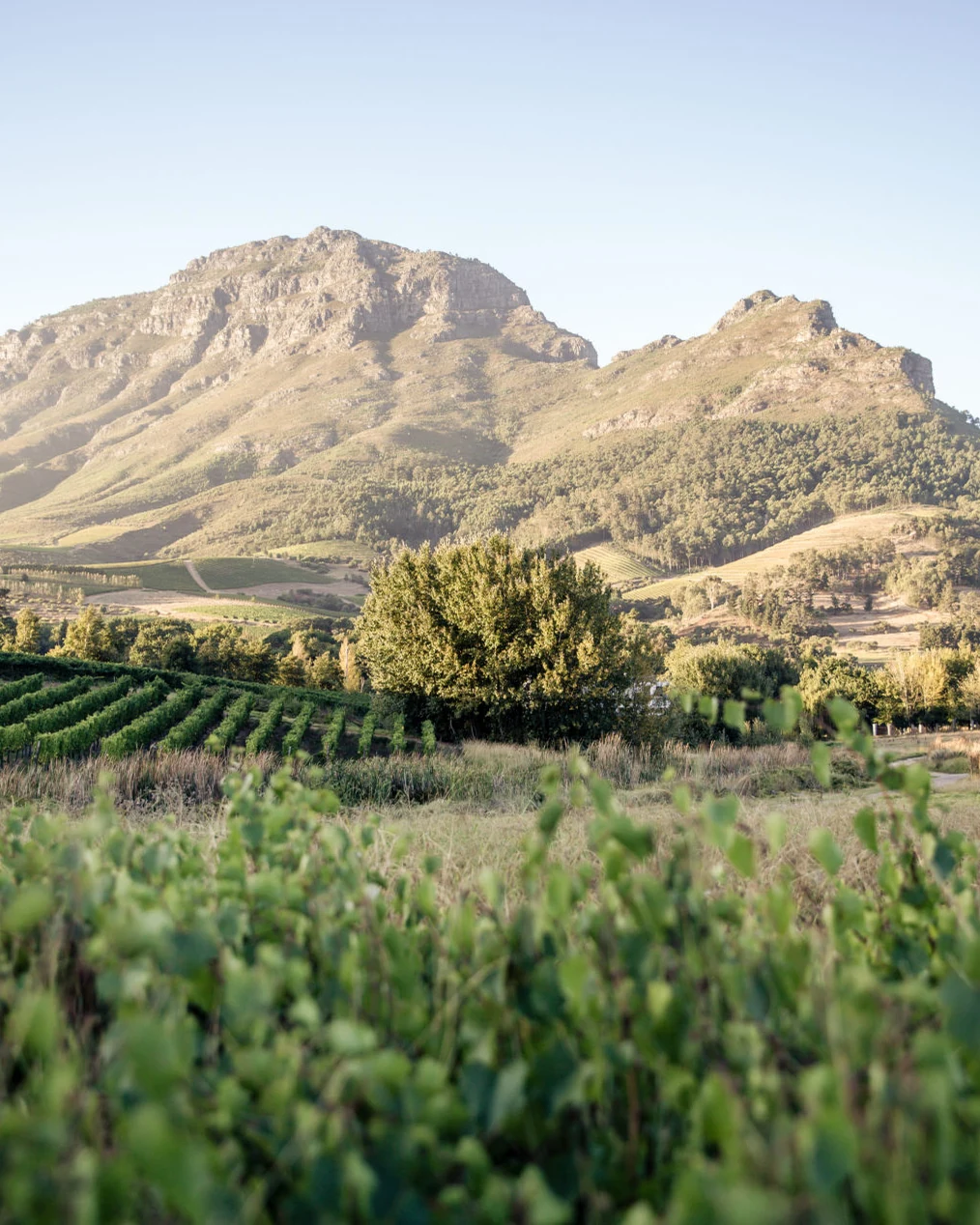 Le Pommier Wine Estate — photograph 2