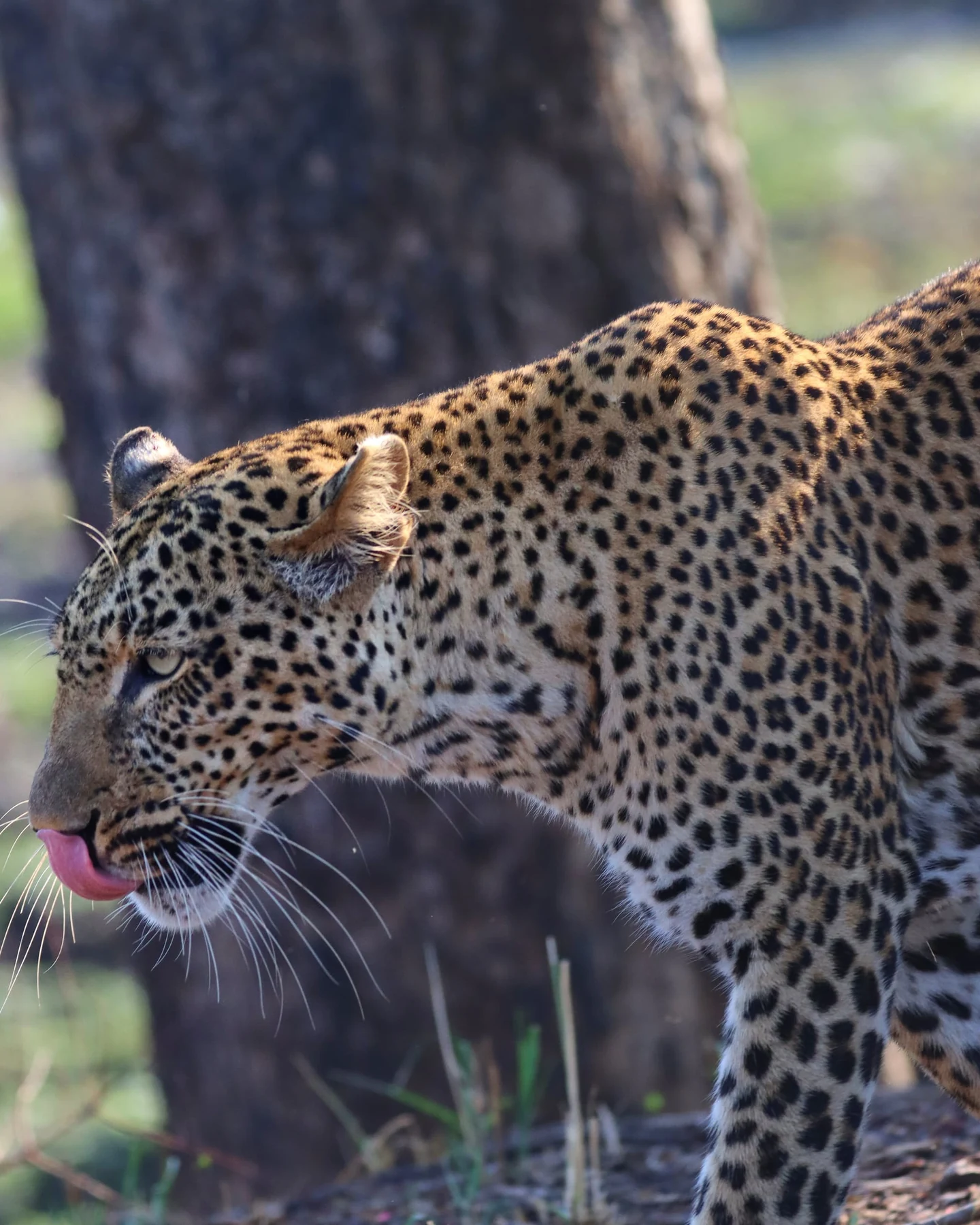 Mopani Lodge — photograph 4