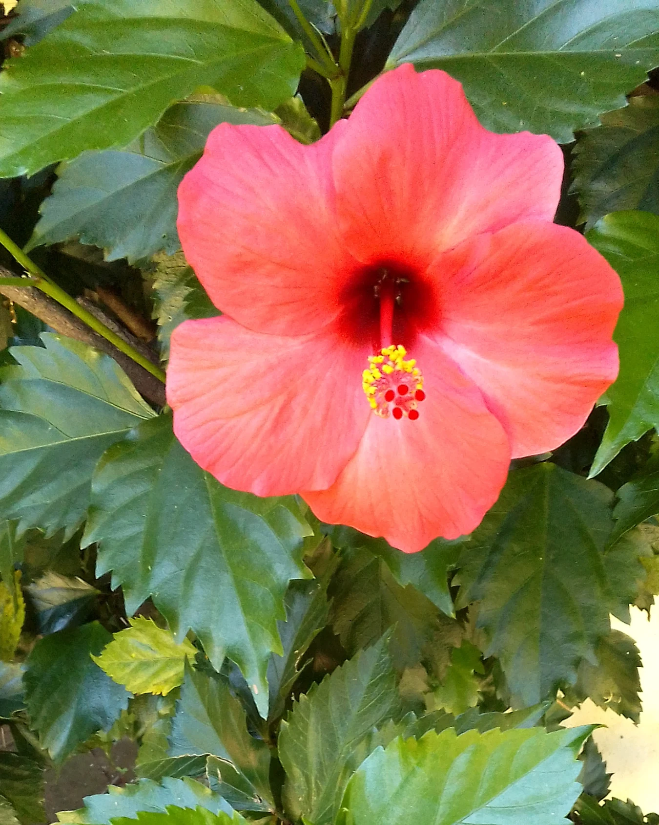 Niasha Gardens — photograph 2