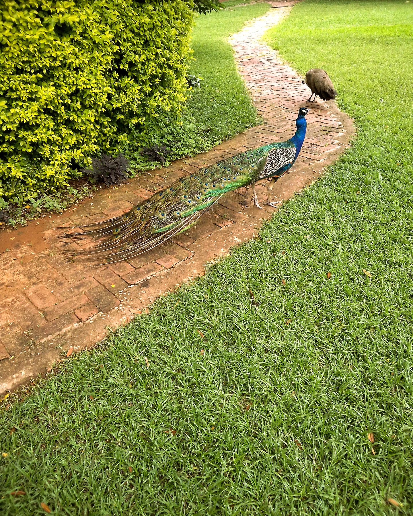 Niasha Gardens — photograph 4