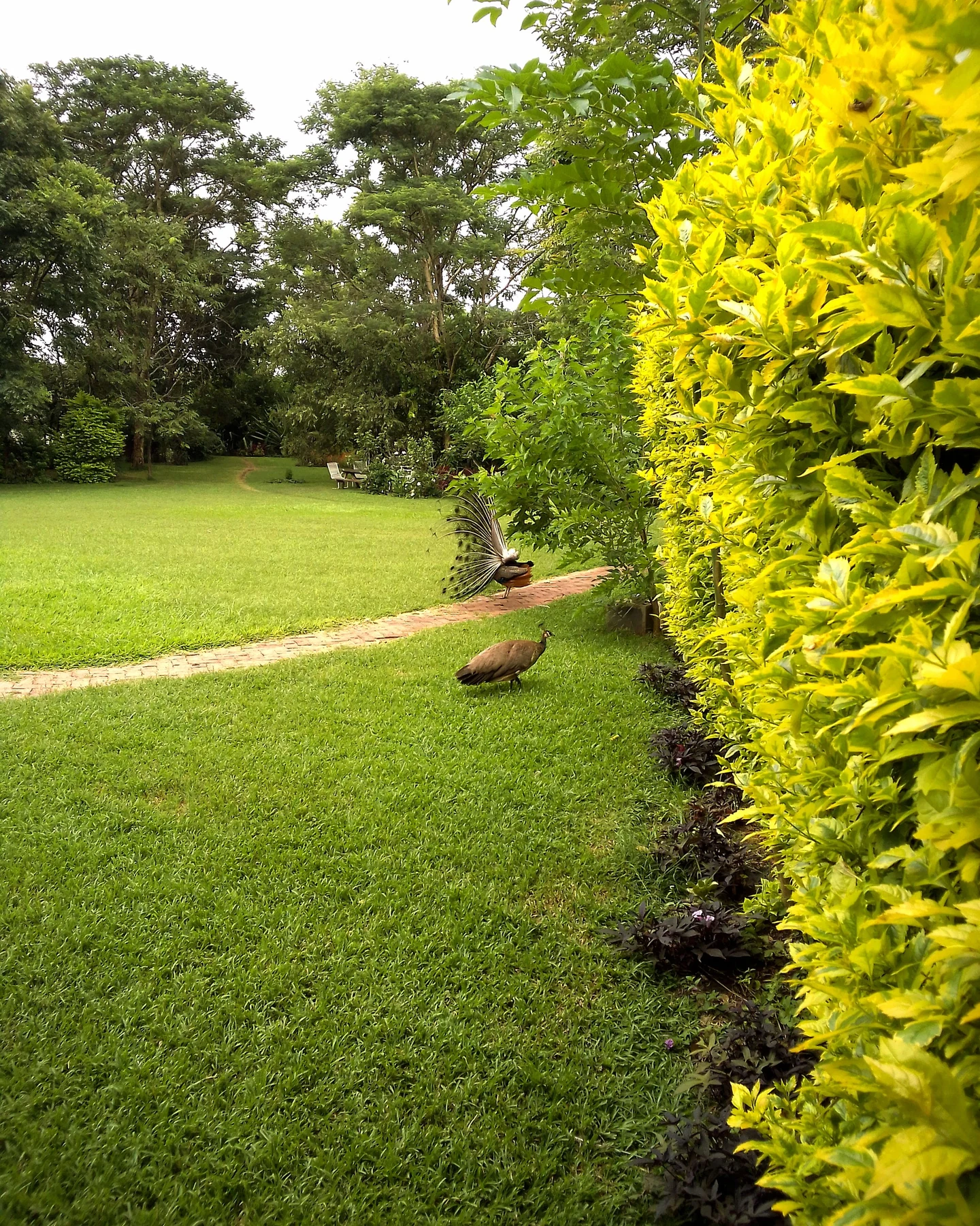 Niasha Gardens — photograph 5