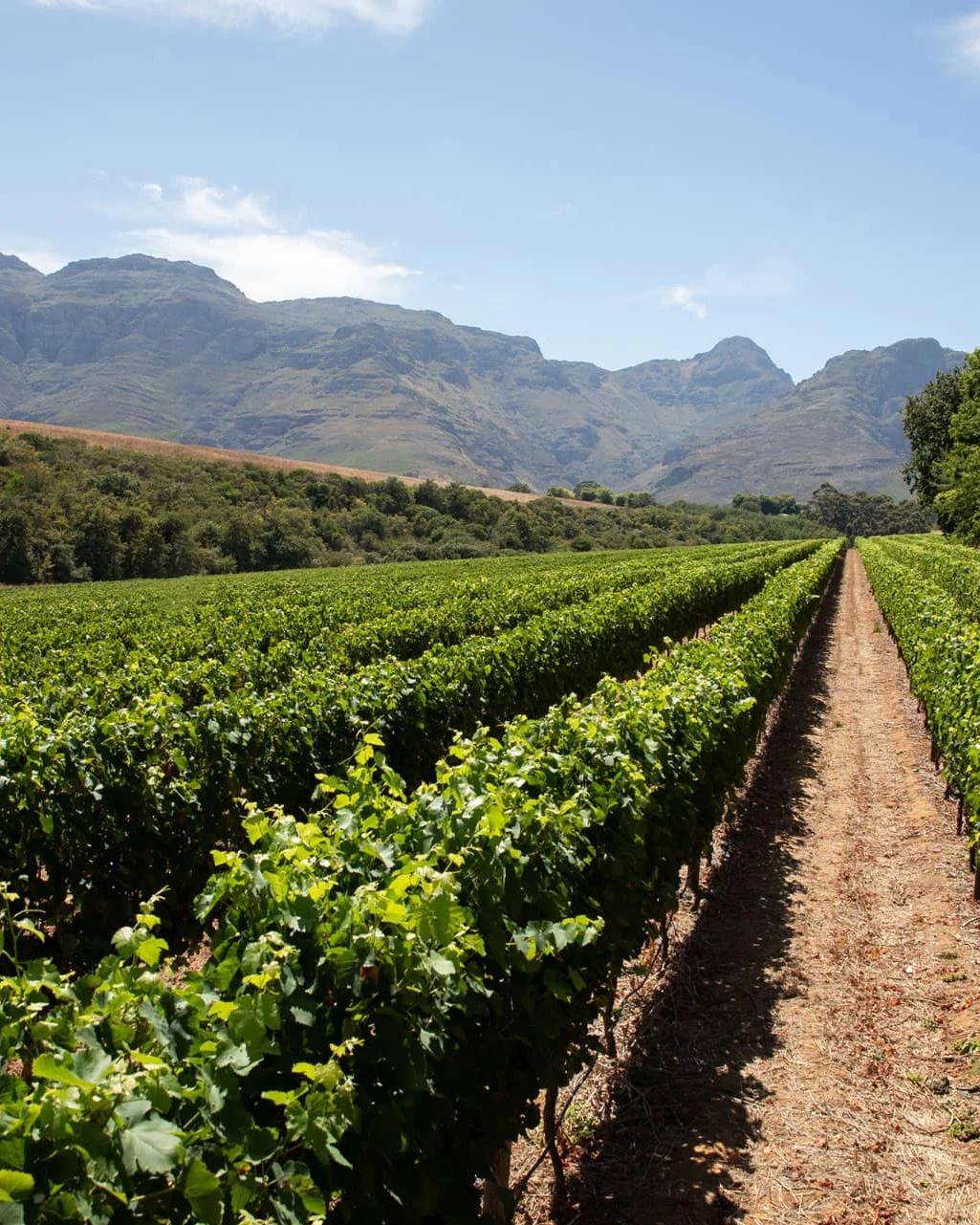 Rust en Vrede Wine Estate — photograph 4