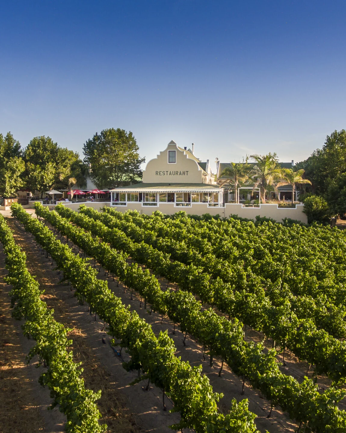 Skilpadvlei Wine Farm — photograph 2
